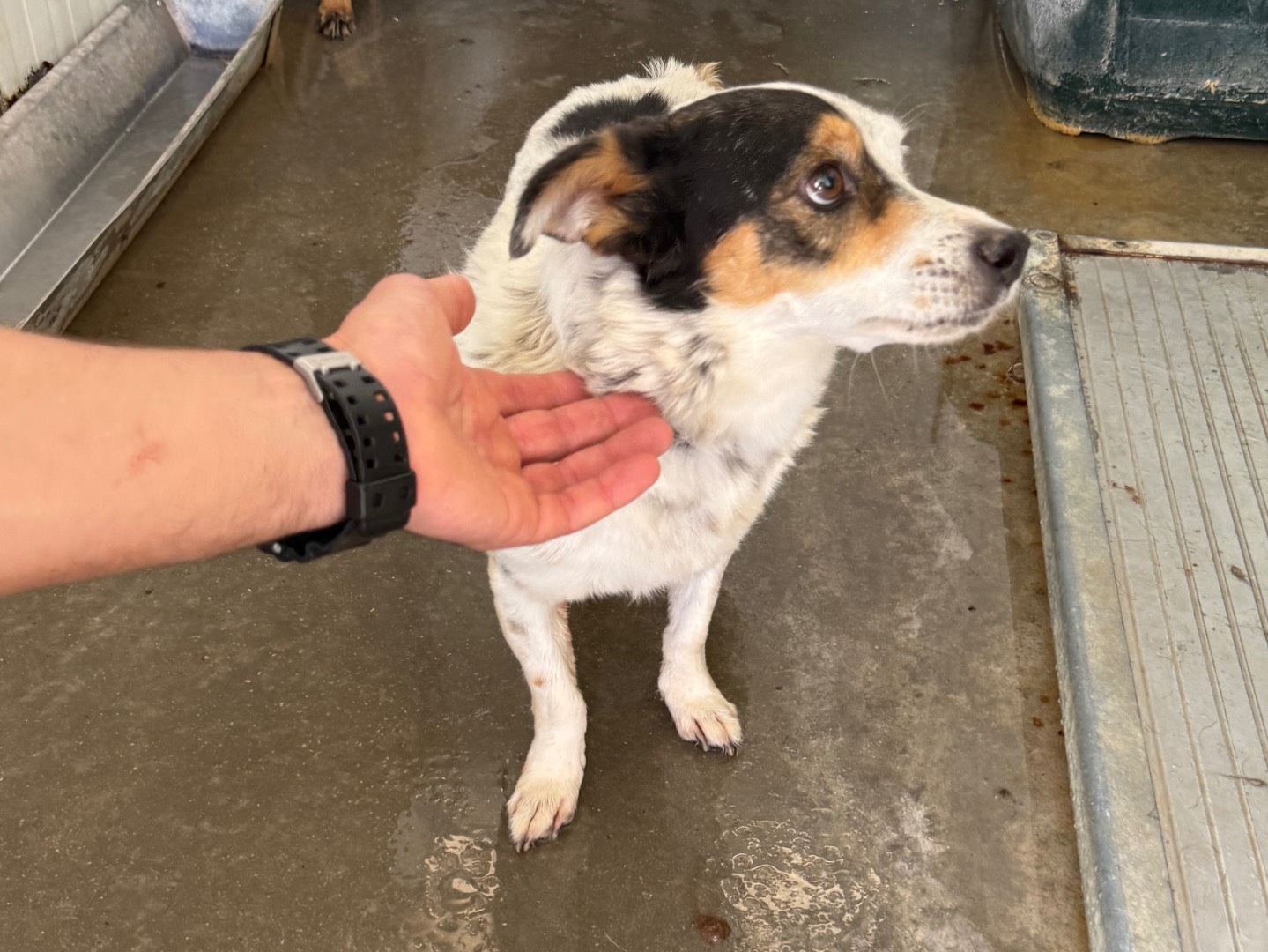 Adotta un cane, maschio, 4 anni e 7 mesi, Latina