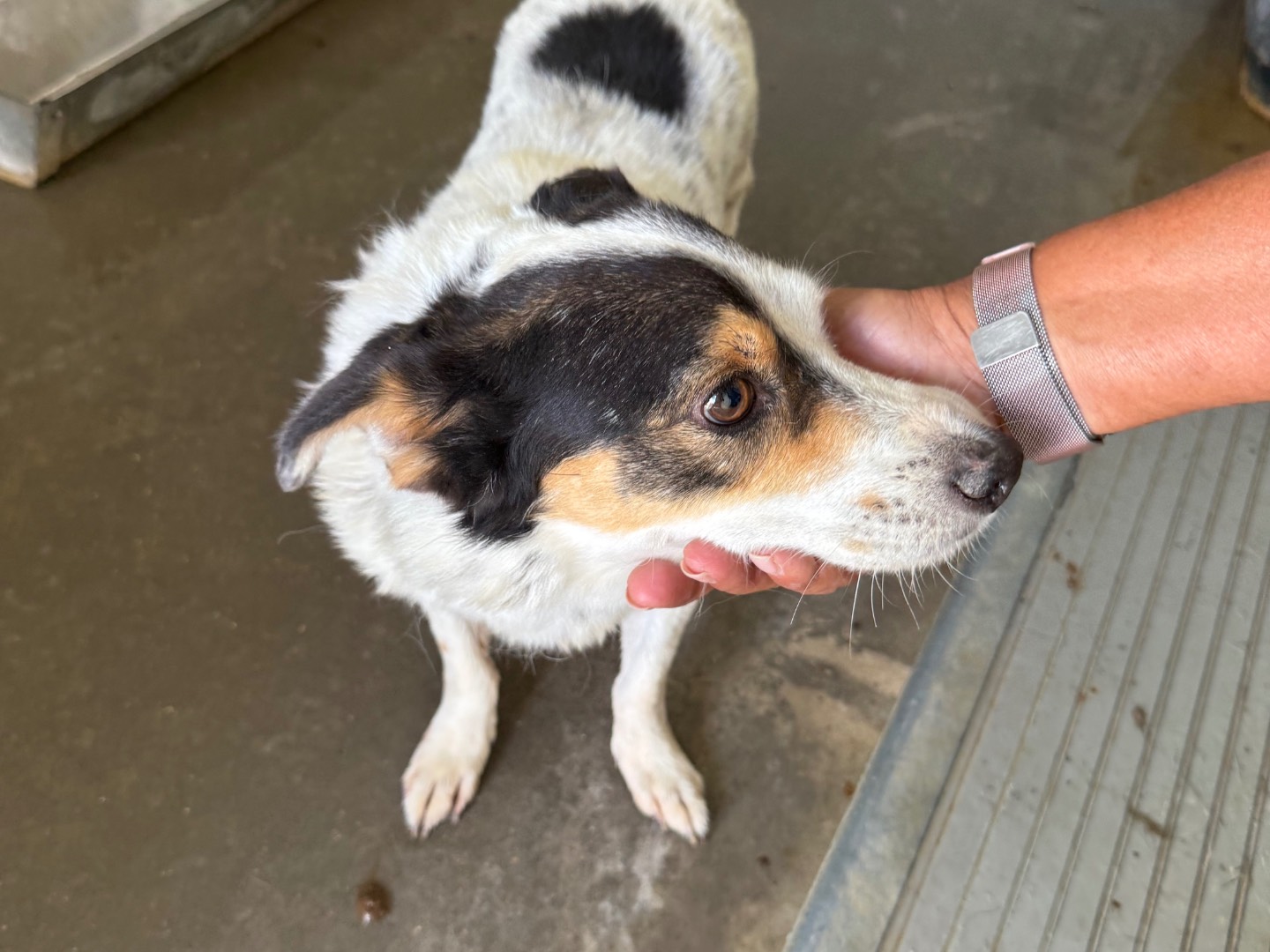 Adotta un cane, taglia media contenuta, maschio, Latina