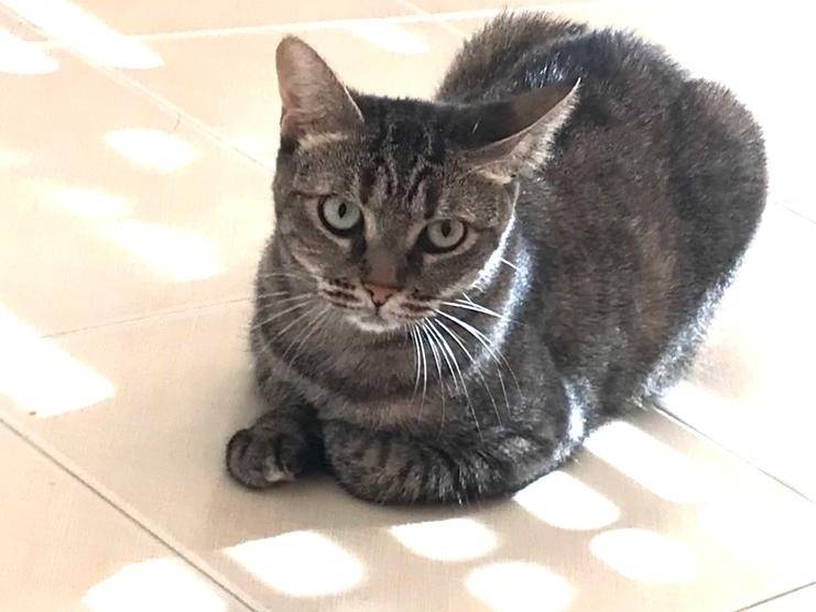 Adotta un gatto, femmina, 6 anni e 8 mesi, Milano