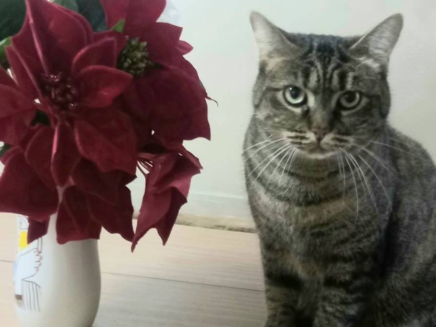 Adotta un gatto, taglia non valida, femmina, Milano