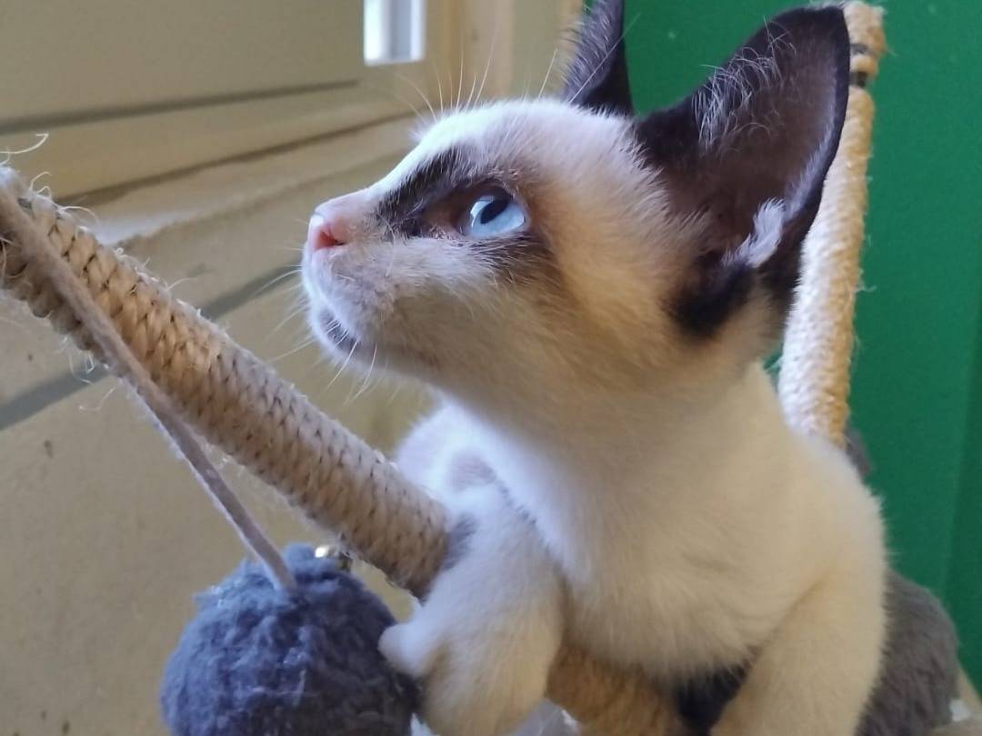 Adotta un gatto, maschio, 4 mesi, Brescia