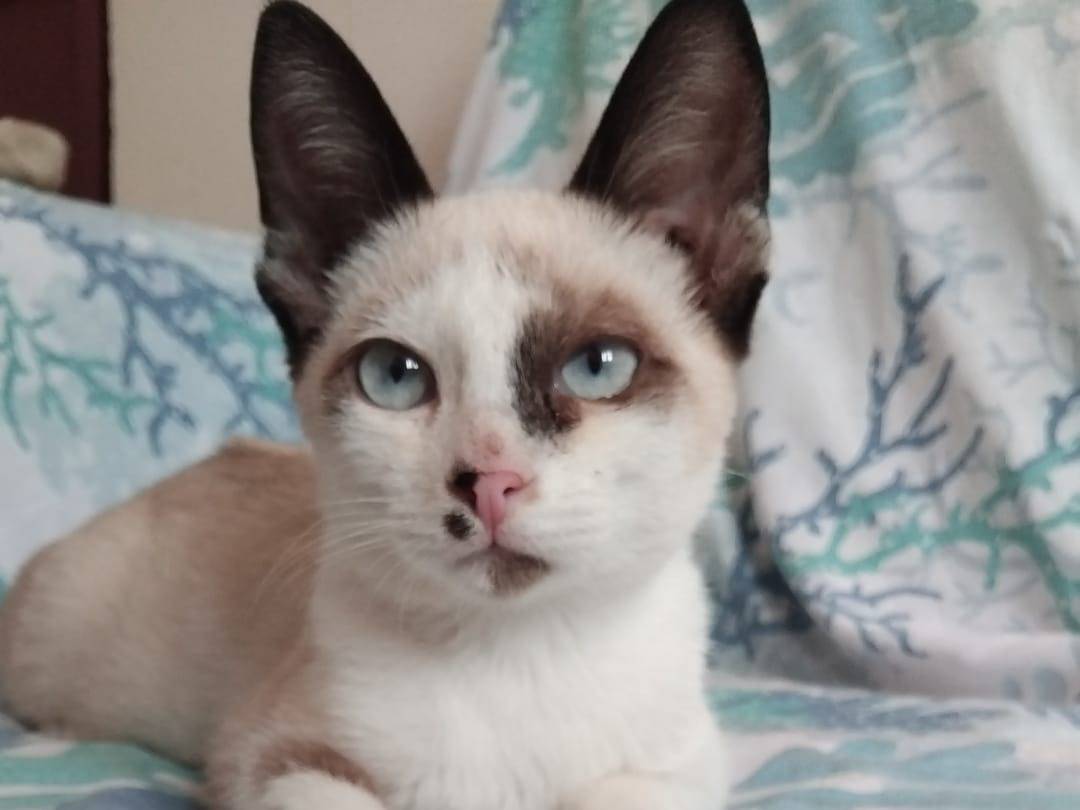 Adotta un gatto, taglia non valida, maschio, Brescia