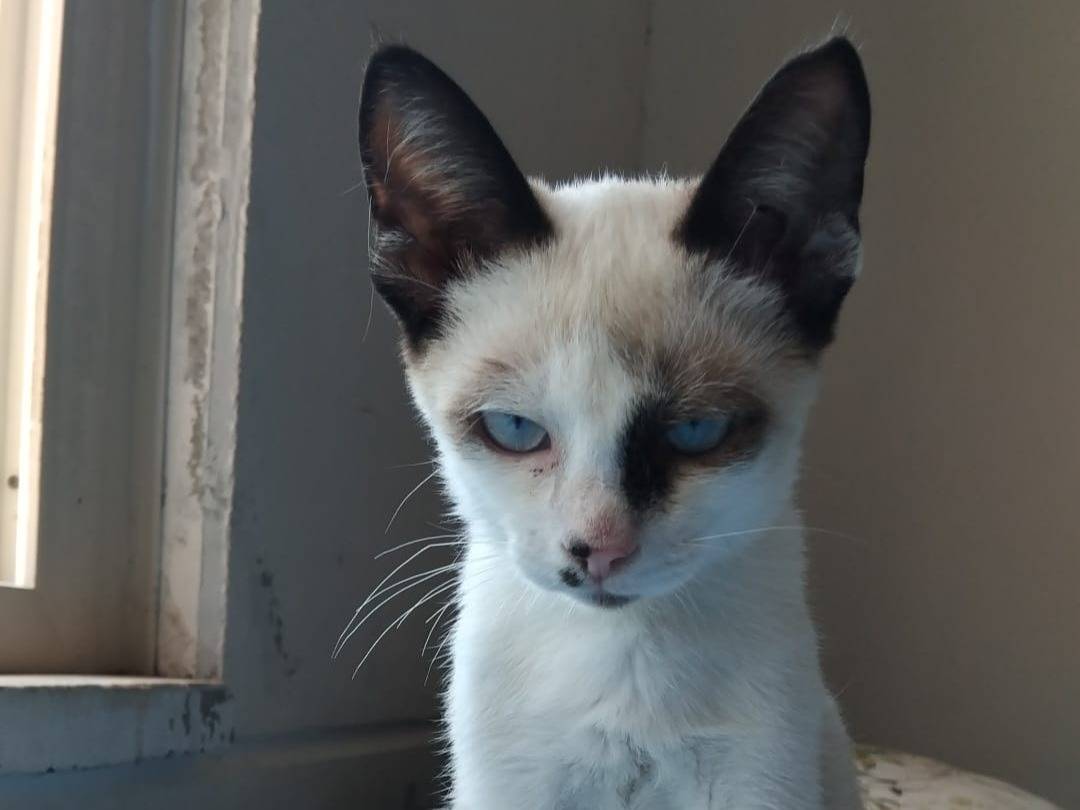 Vuoi adottare un gatto a Brescia?