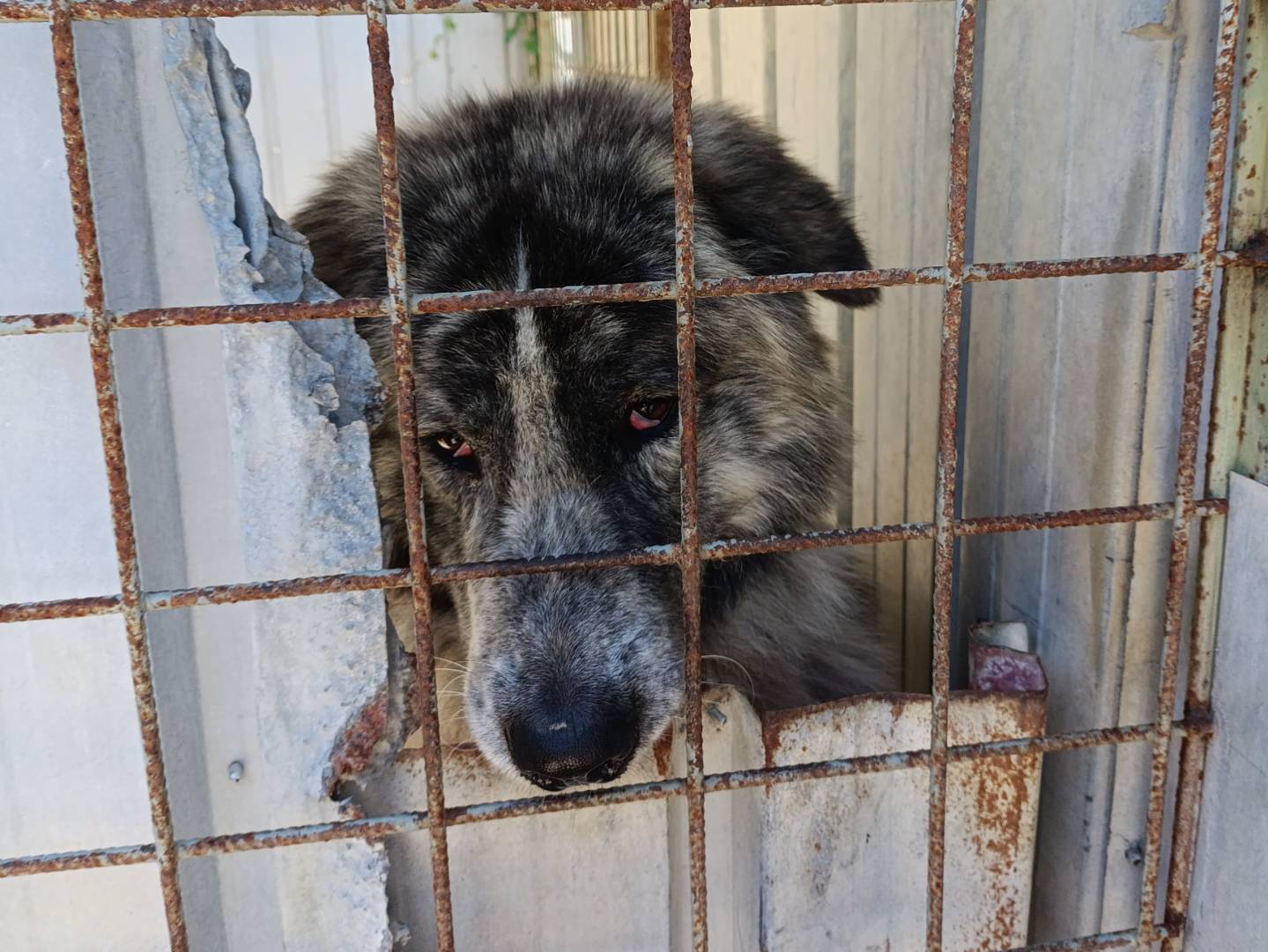 Vuoi adottare un cane a Barletta?