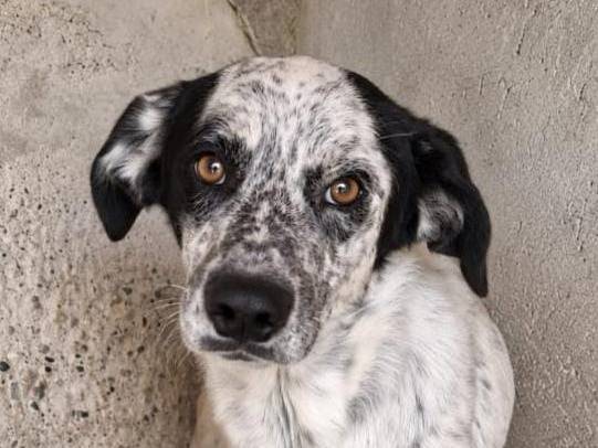 Adotta un cane, maschio, 4 anni e 1 mese, Firenze