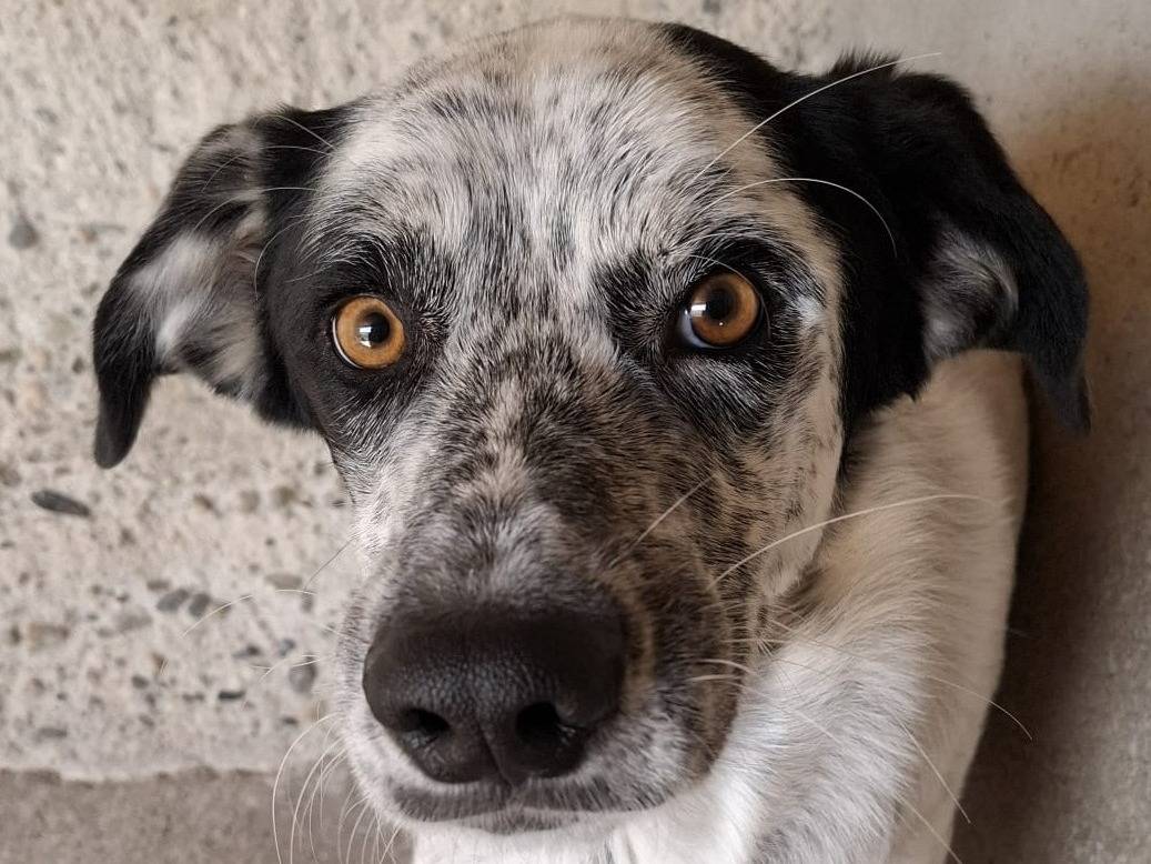 Adotta un cane, taglia media, maschio, Firenze