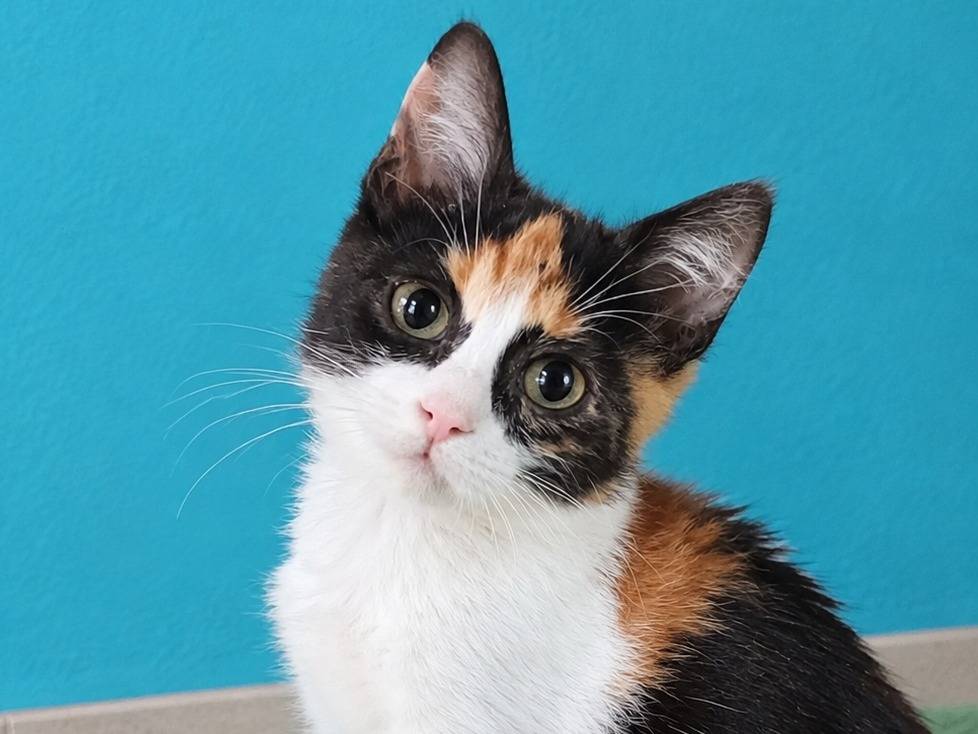 Adozione gatto, femmina, Razza sconosciuta Razza sconosciuta, 2 mesi, taglia non valida, Cremona