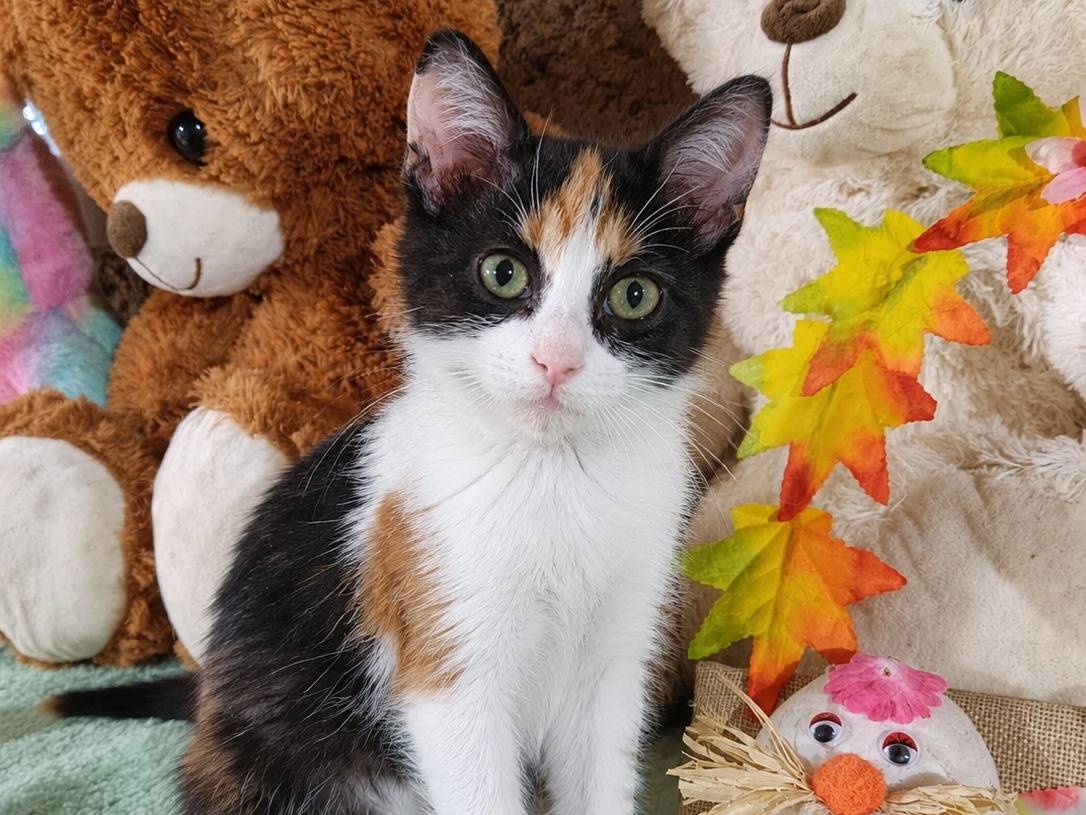 Adotta un gatto, femmina, 2 mesi, Cremona