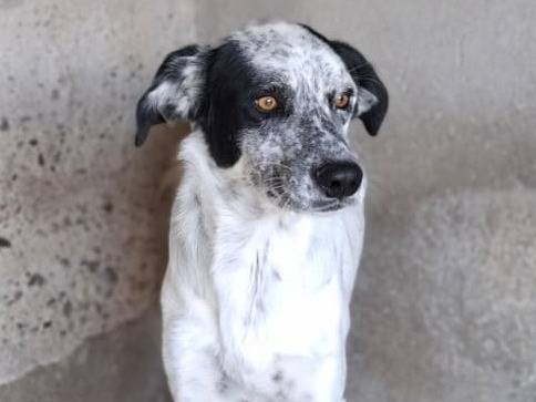 Vuoi adottare un cane a Firenze?
