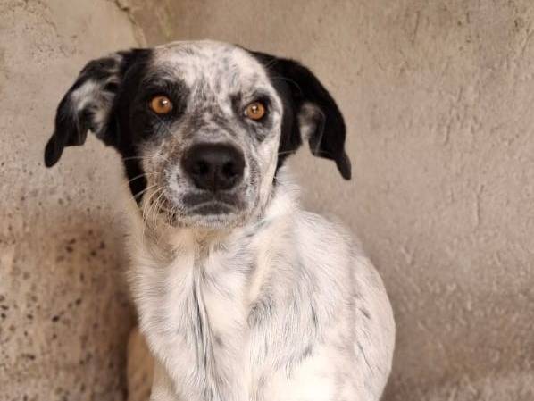 Adotta il cane Mars a Firenze
