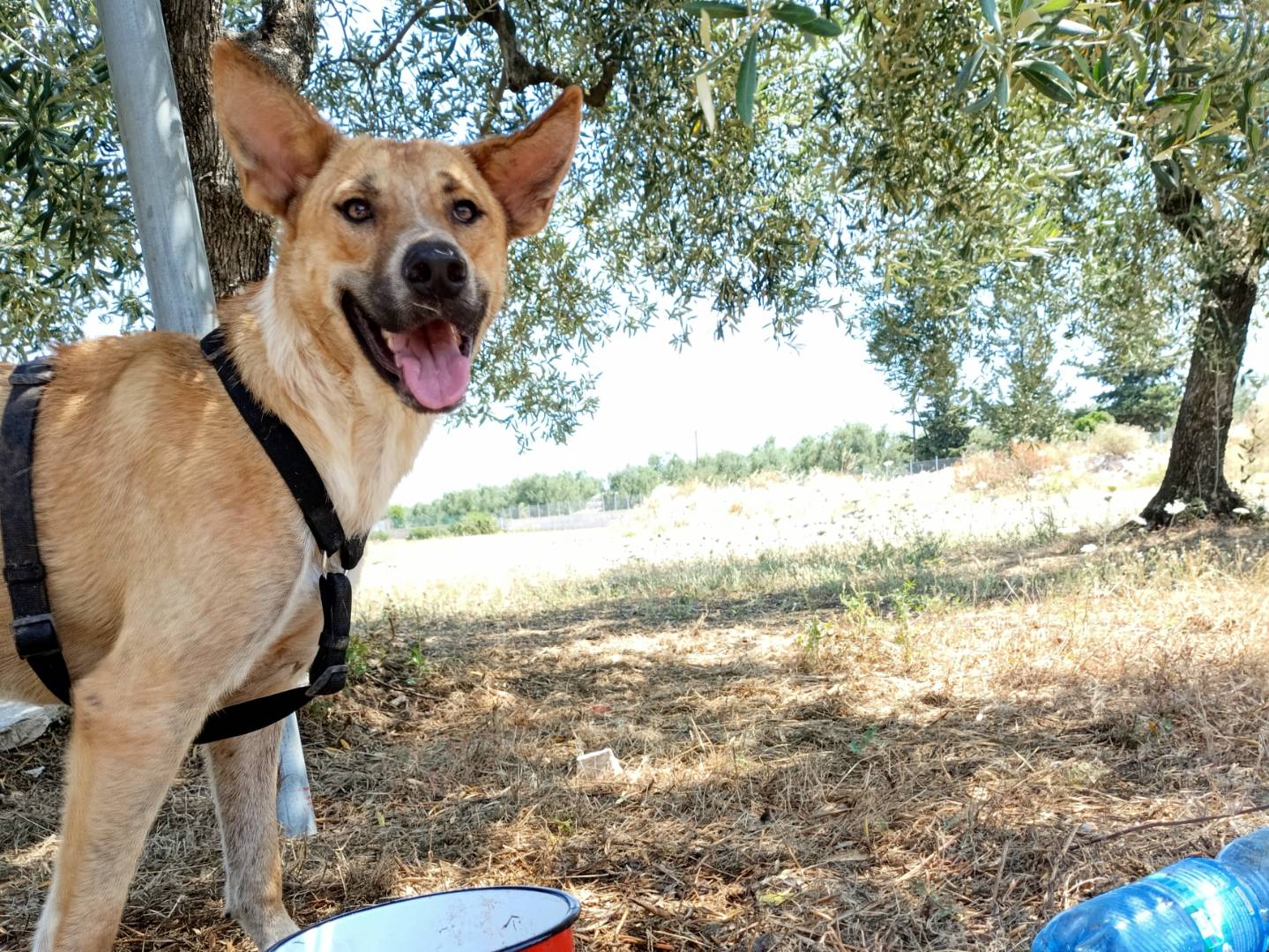 Vuoi adottare un cane a Barletta?