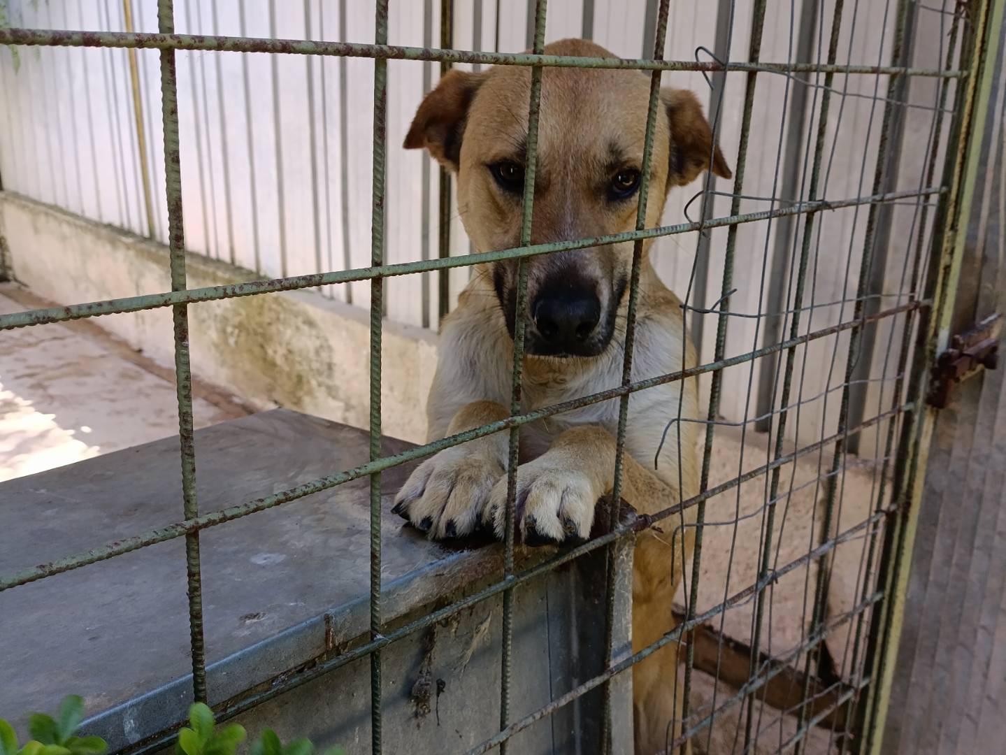 Adotta il cane YURI a Barletta