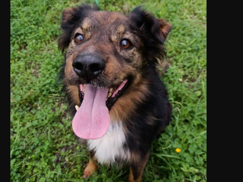 Adotta un cane, maschio, 10 anni e 4 mesi, Barletta