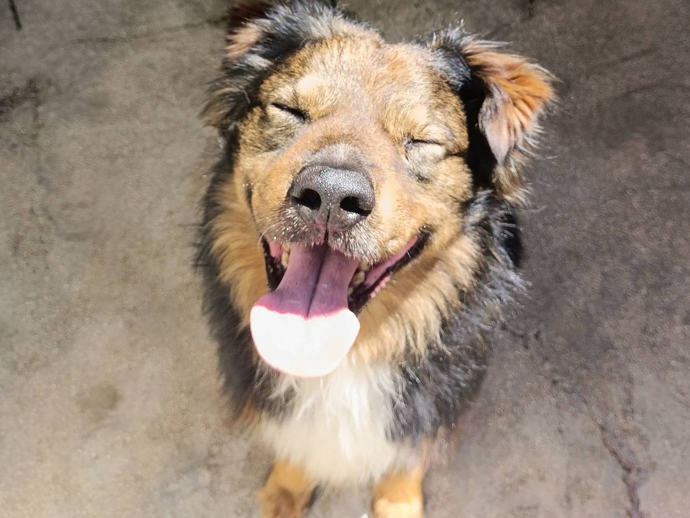 Adozione cane, maschio, Razza sconosciuta Razza sconosciuta, 10 anni e 4 mesi, taglia media contenuta, Barletta