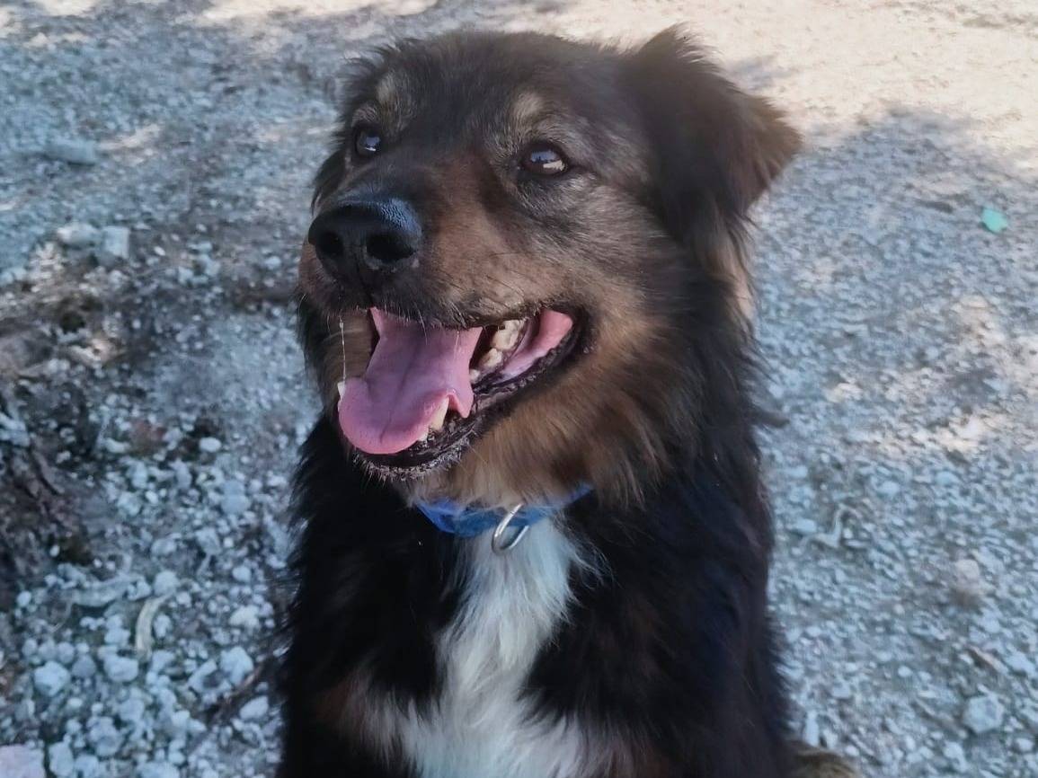 Adotta un cane, taglia media contenuta, maschio, Barletta