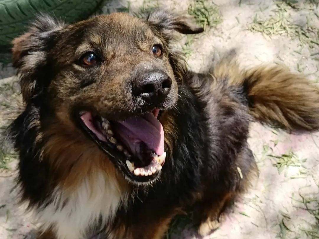 Vuoi adottare un cane a Barletta?