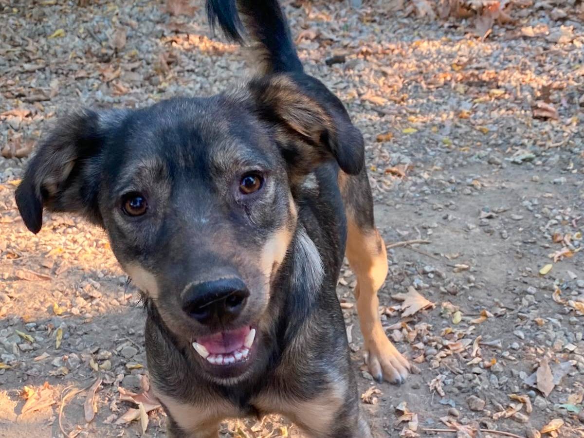 Adozione cane, maschio, Razza sconosciuta Razza sconosciuta, 2 anni e 1 mese, taglia media contenuta, Udine