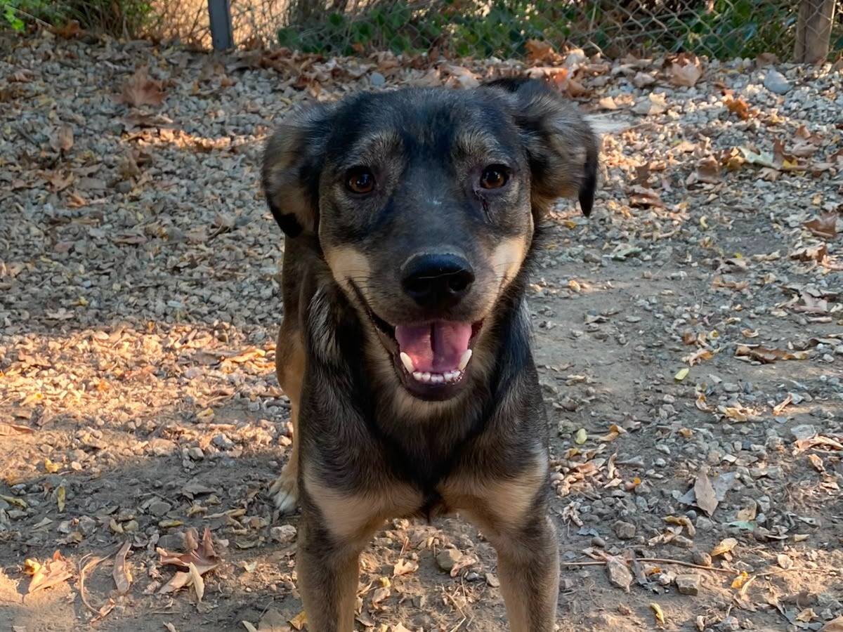 Adotta un cane, maschio, 2 anni e 1 mese, Udine