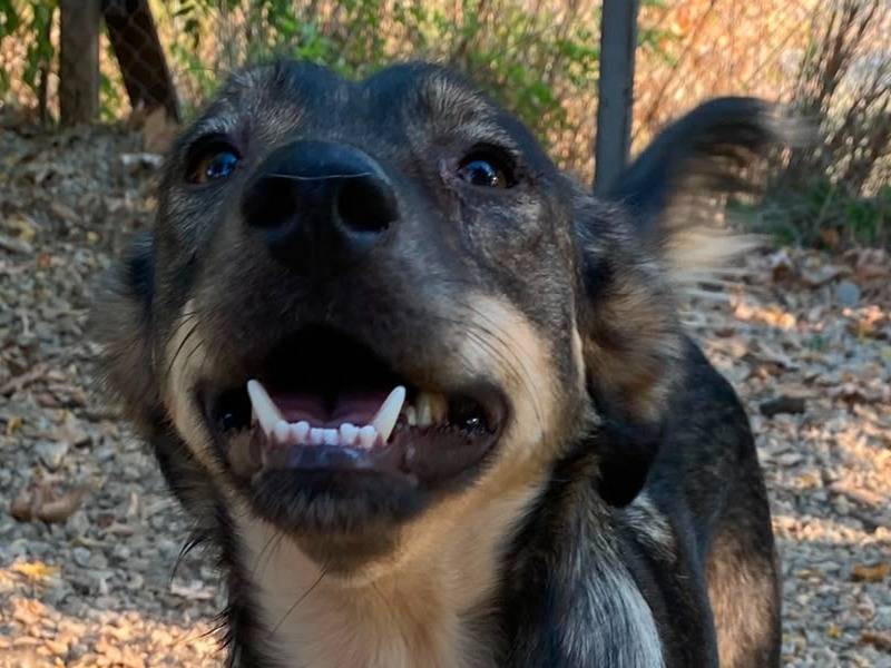 Adotta un cane, taglia media contenuta, maschio, Udine