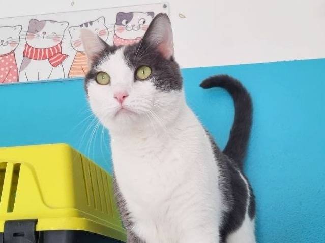 Foto 3 dell'animale