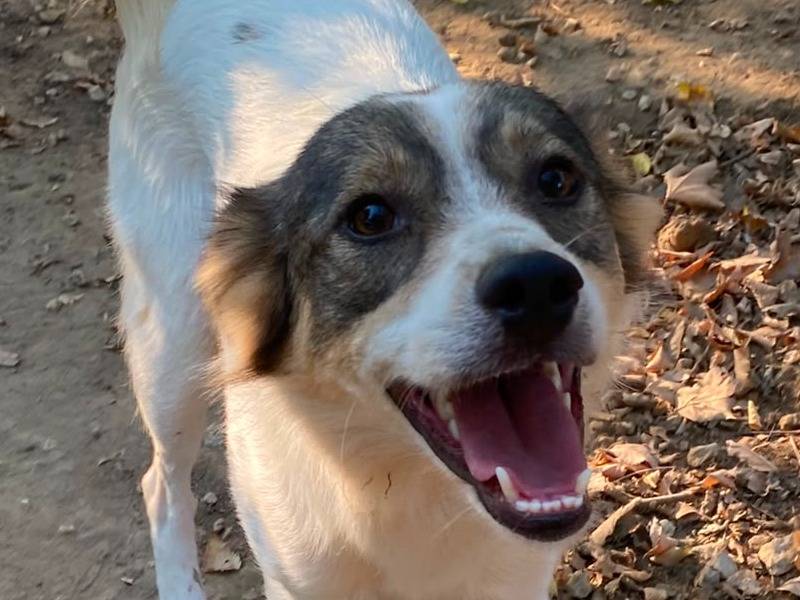 Adozione cane, maschio, Razza sconosciuta Razza sconosciuta, 2 anni e 1 mese, taglia media contenuta, Udine