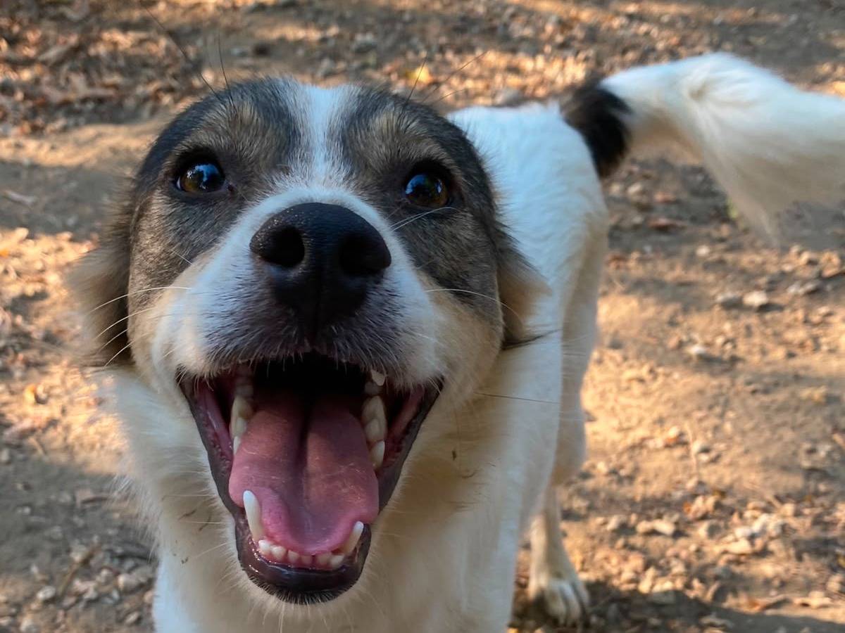 Adotta un cane, maschio, 2 anni e 1 mese, Udine