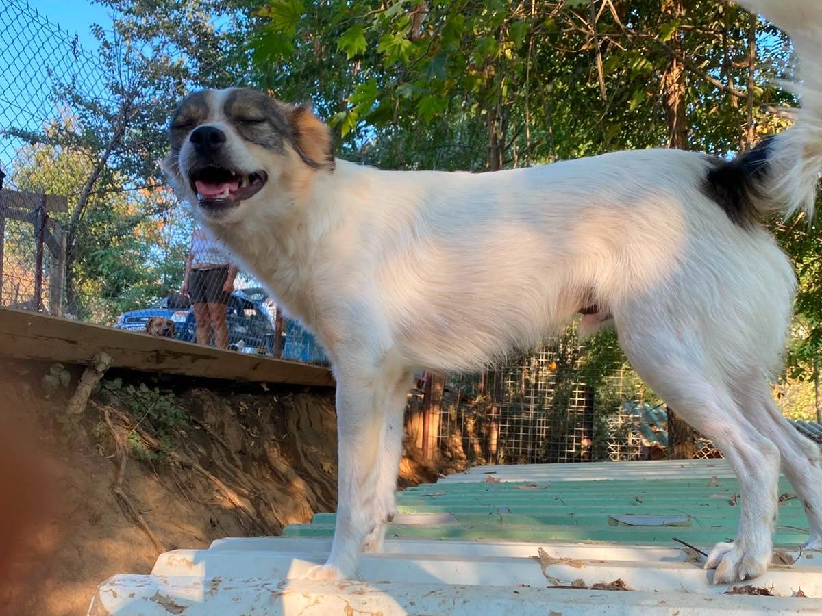 Adotta un cane, taglia media contenuta, maschio, Udine
