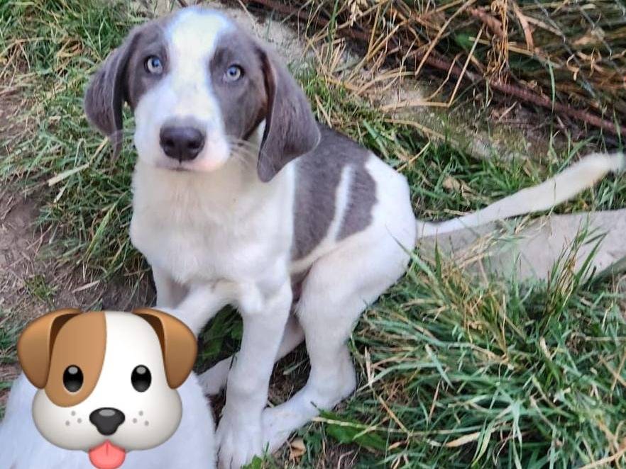 Adozione cane, maschio, Razza sconosciuta Razza sconosciuta, 4 mesi, taglia media, Milano