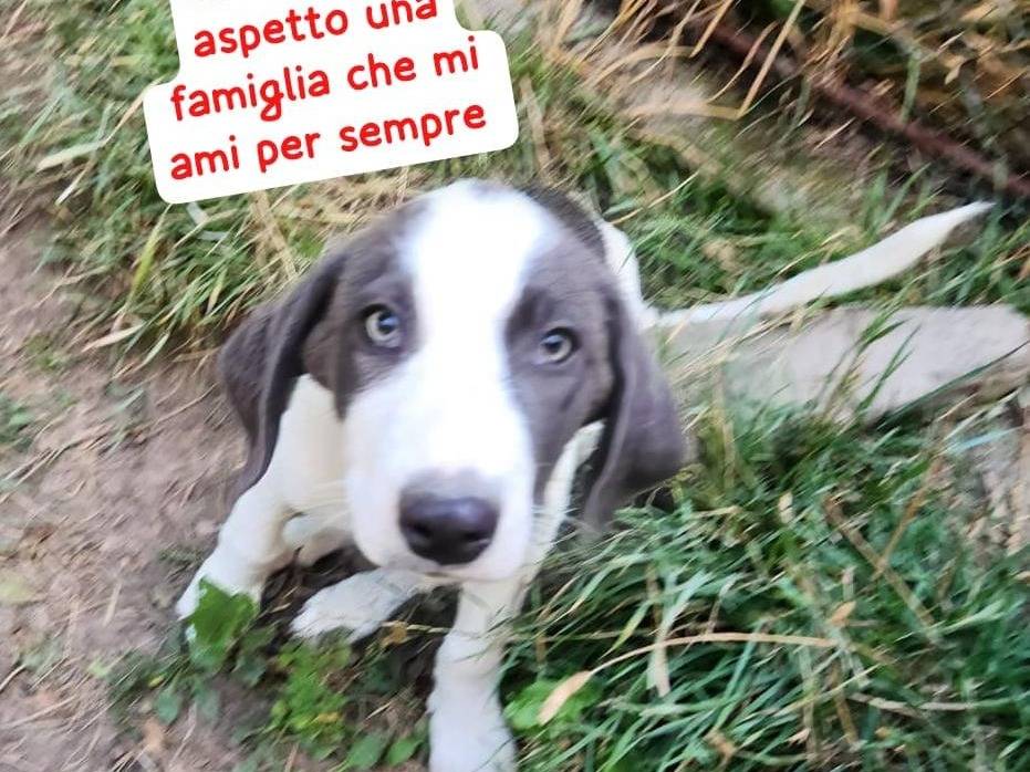 Adotta un cane, maschio, 4 mesi, Milano