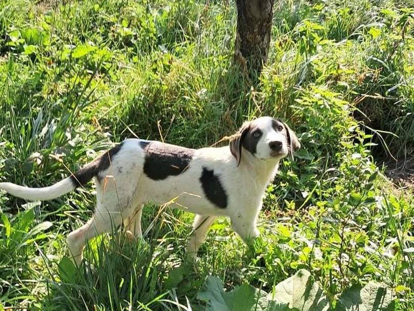 Adotta un cane, taglia media, maschio, Milano