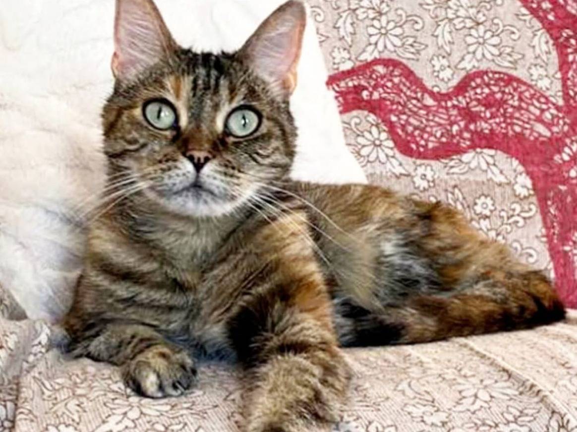 Adozione gatto, femmina, Razza sconosciuta Razza sconosciuta, 8 anni e 6 mesi, taglia non valida, Torino
