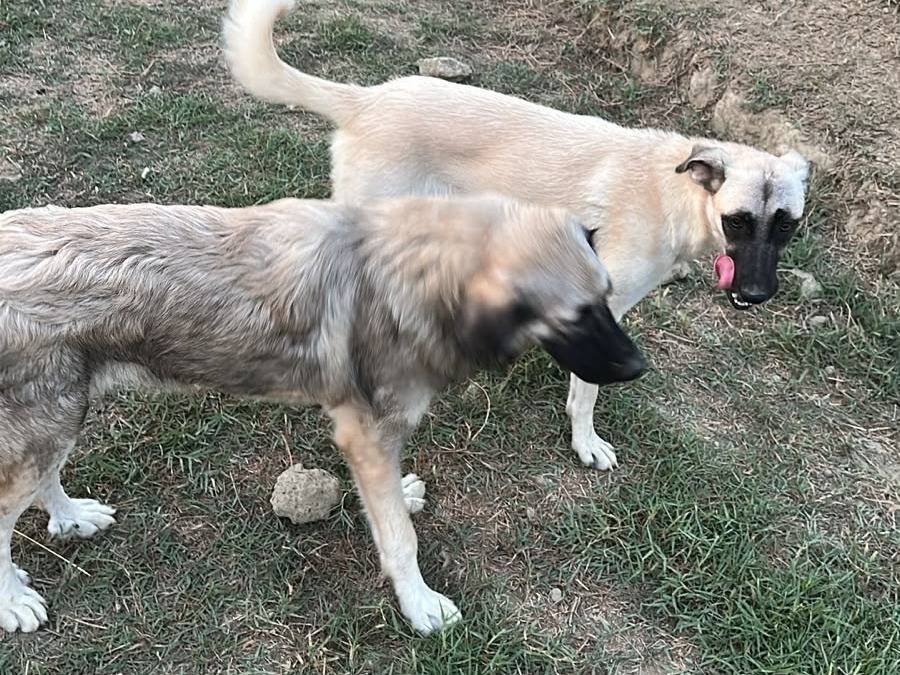 Adotta un cane, taglia media, femmina, Udine