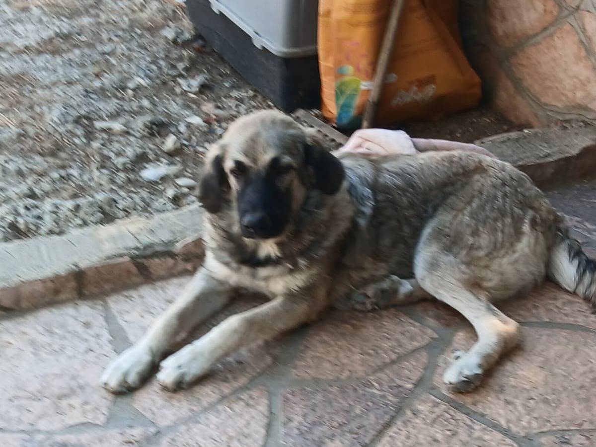 Vuoi adottare un cane a Udine?