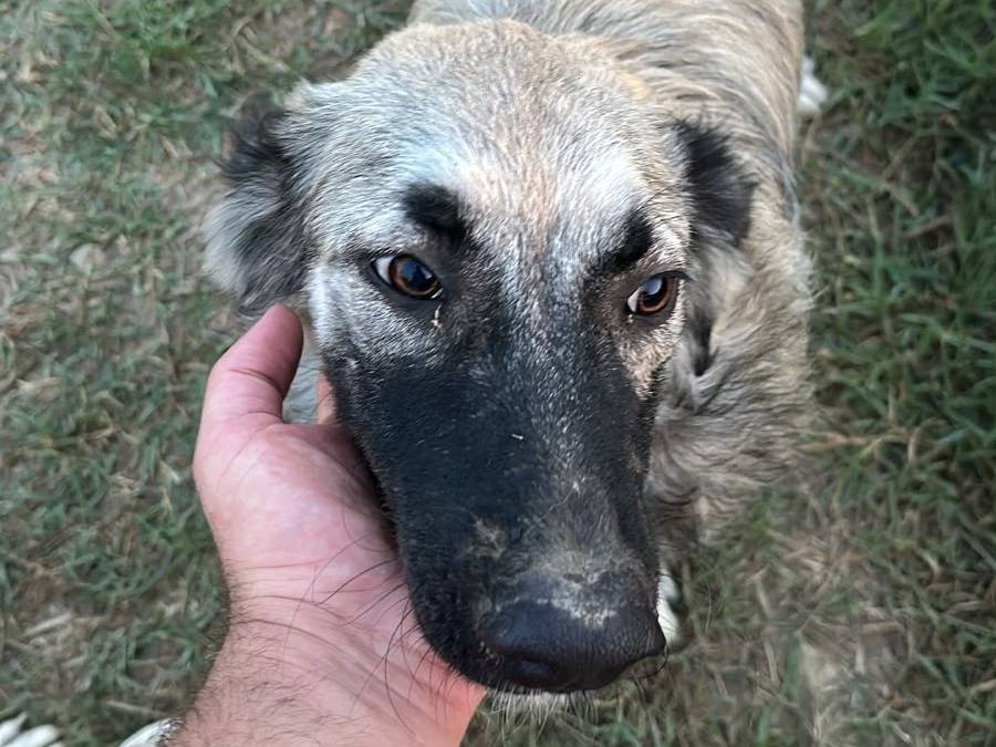 Adotta il cane Sirio e Vega a Udine