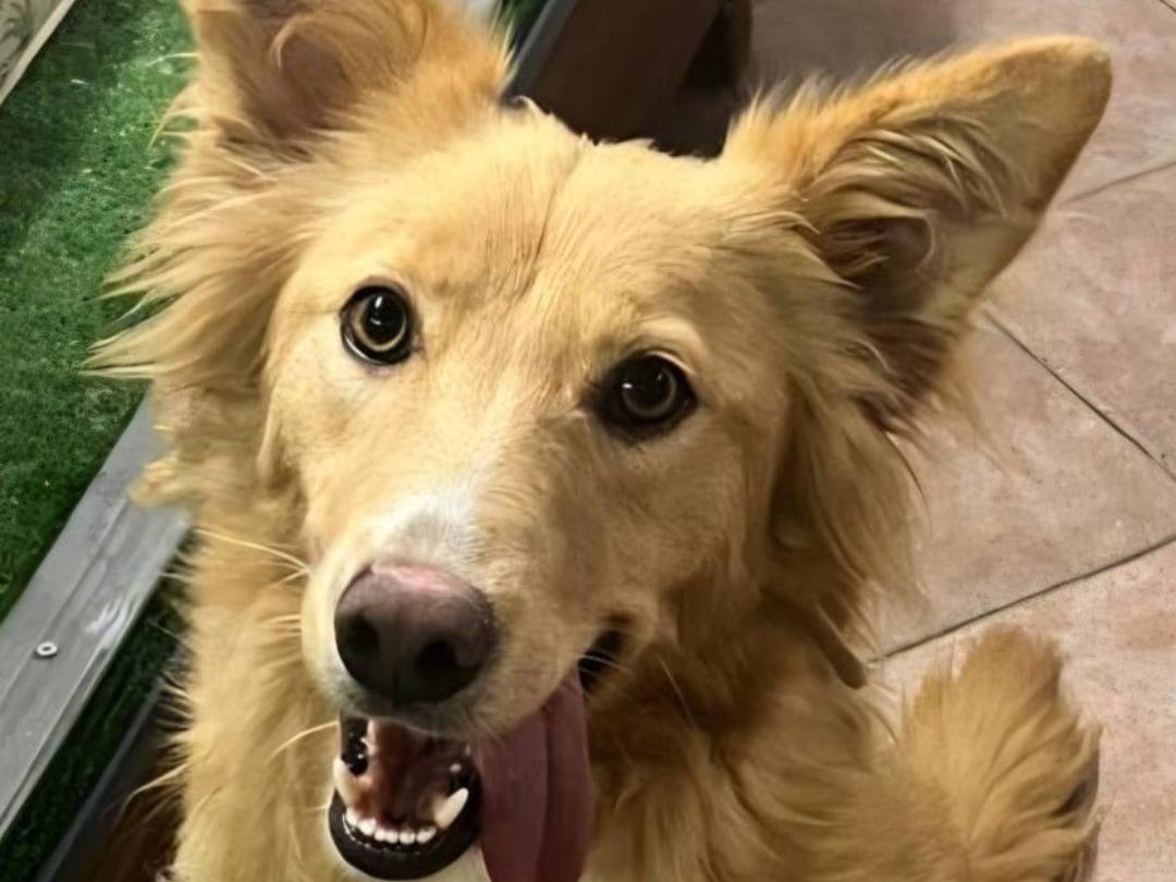 Adozione cane, femmina, Razza sconosciuta Razza sconosciuta, 2 anni e 1 mese, taglia media, Caltanissetta