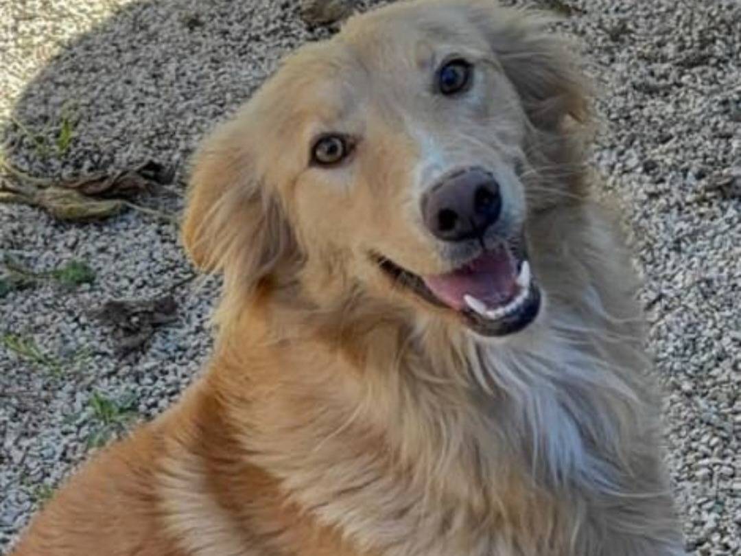 Adotta un cane, femmina, 2 anni e 1 mese, Caltanissetta