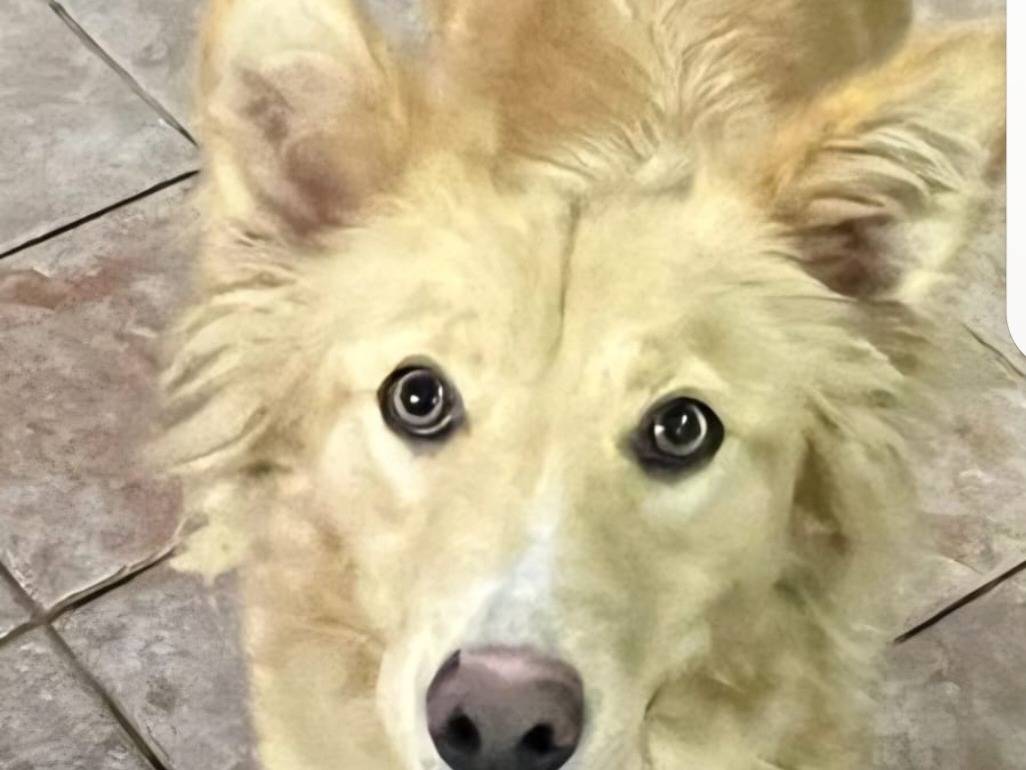 Adotta un cane, taglia media, femmina, Caltanissetta
