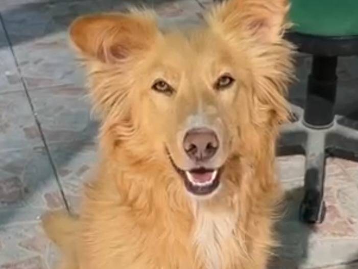 Vuoi adottare un cane a Caltanissetta?