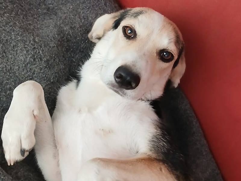Adotta un cane, femmina, 5 mesi, Udine