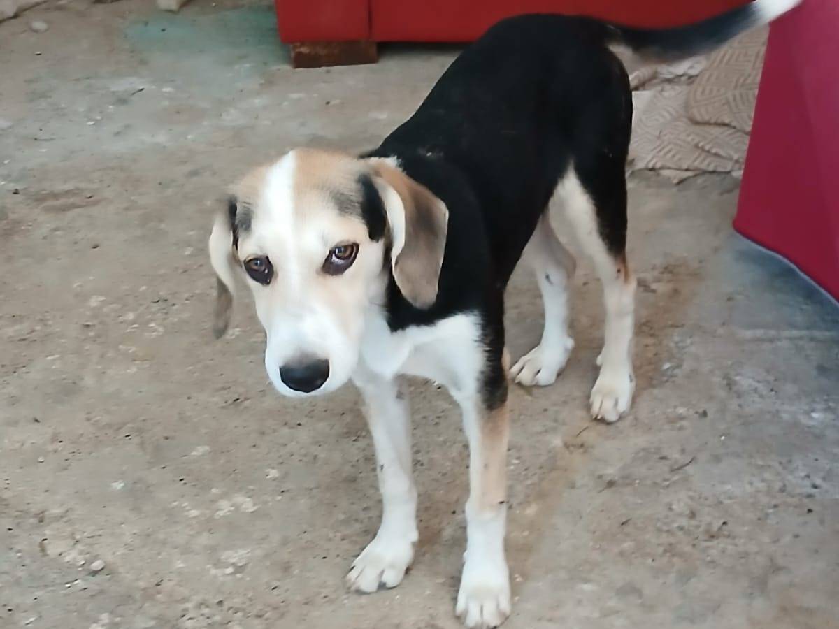 Adozione cane, femmina, Razza sconosciuta Razza sconosciuta, 5 mesi, taglia media contenuta, Udine