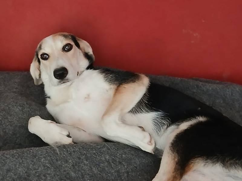 Adotta un cane, taglia media contenuta, femmina, Udine