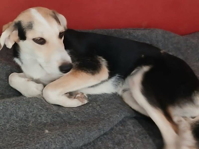 Vuoi adottare un cane a Udine?