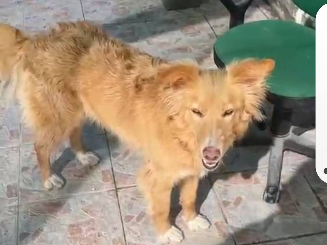 Adotta il cane Fly a Caltanissetta