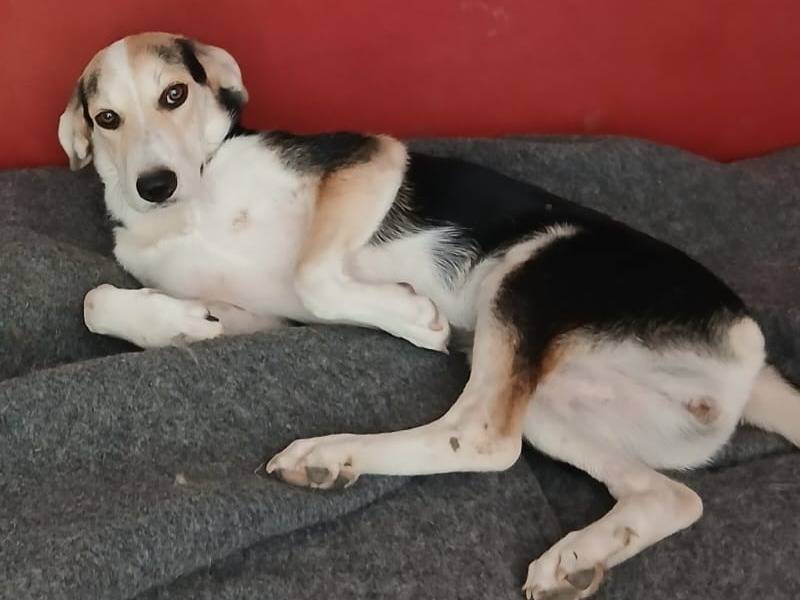 Adotta il cane Chicca a Udine