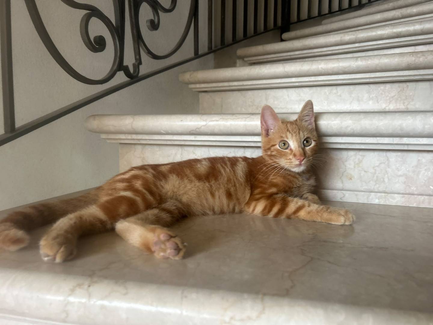 Adotta un gatto, maschio, 4 mesi, Brescia