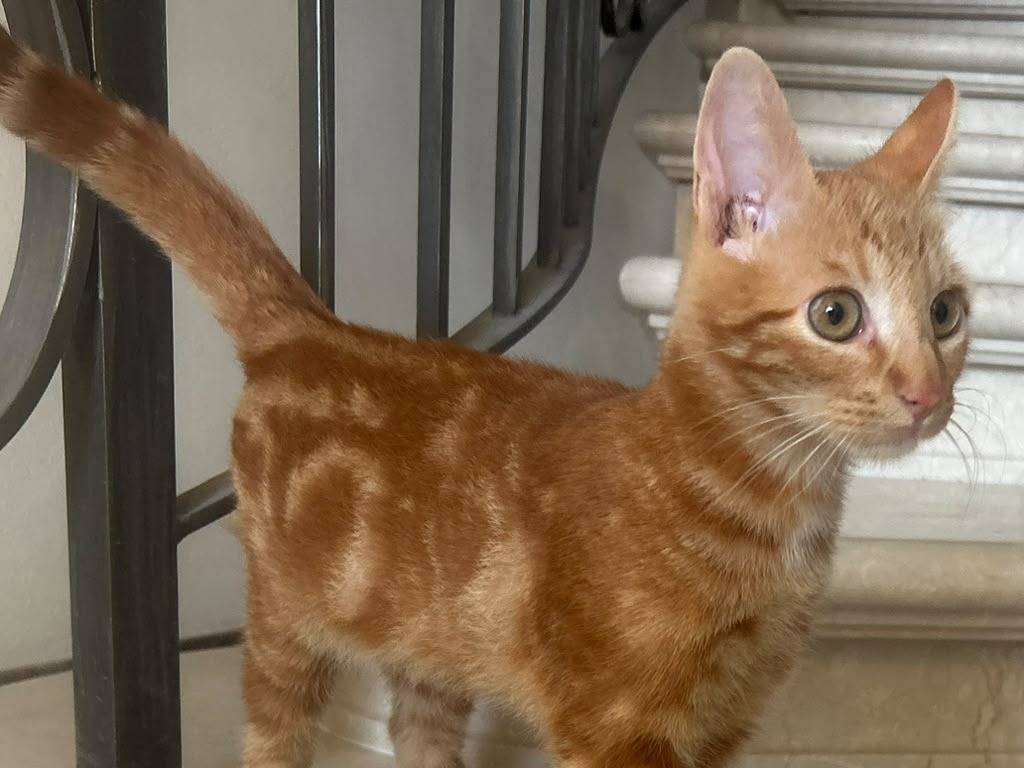 Adotta un gatto, taglia non valida, maschio, Brescia
