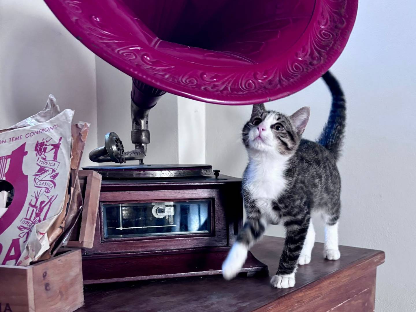 Vuoi adottare un gatto a Brescia?