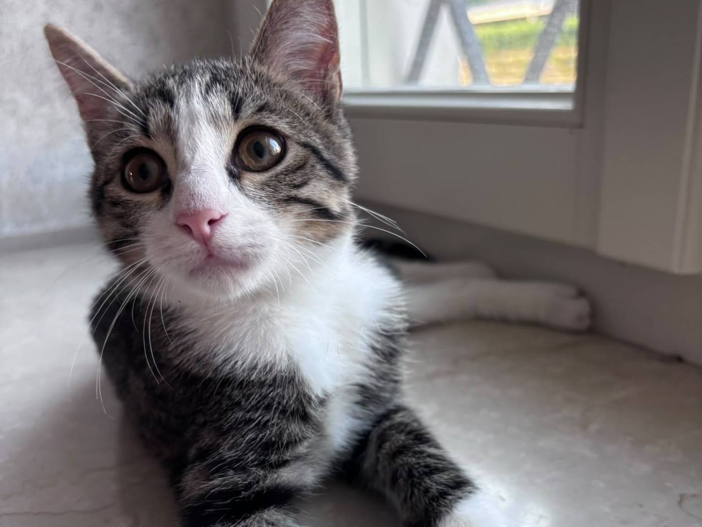 Adotta il gatto ZafferanoEPepe a Brescia