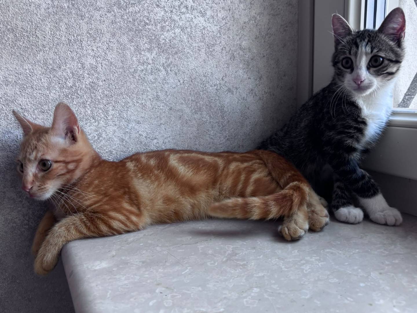 Adozione gatto, maschio, Razza sconosciuta Razza sconosciuta, 4 mesi, taglia non valida, Brescia