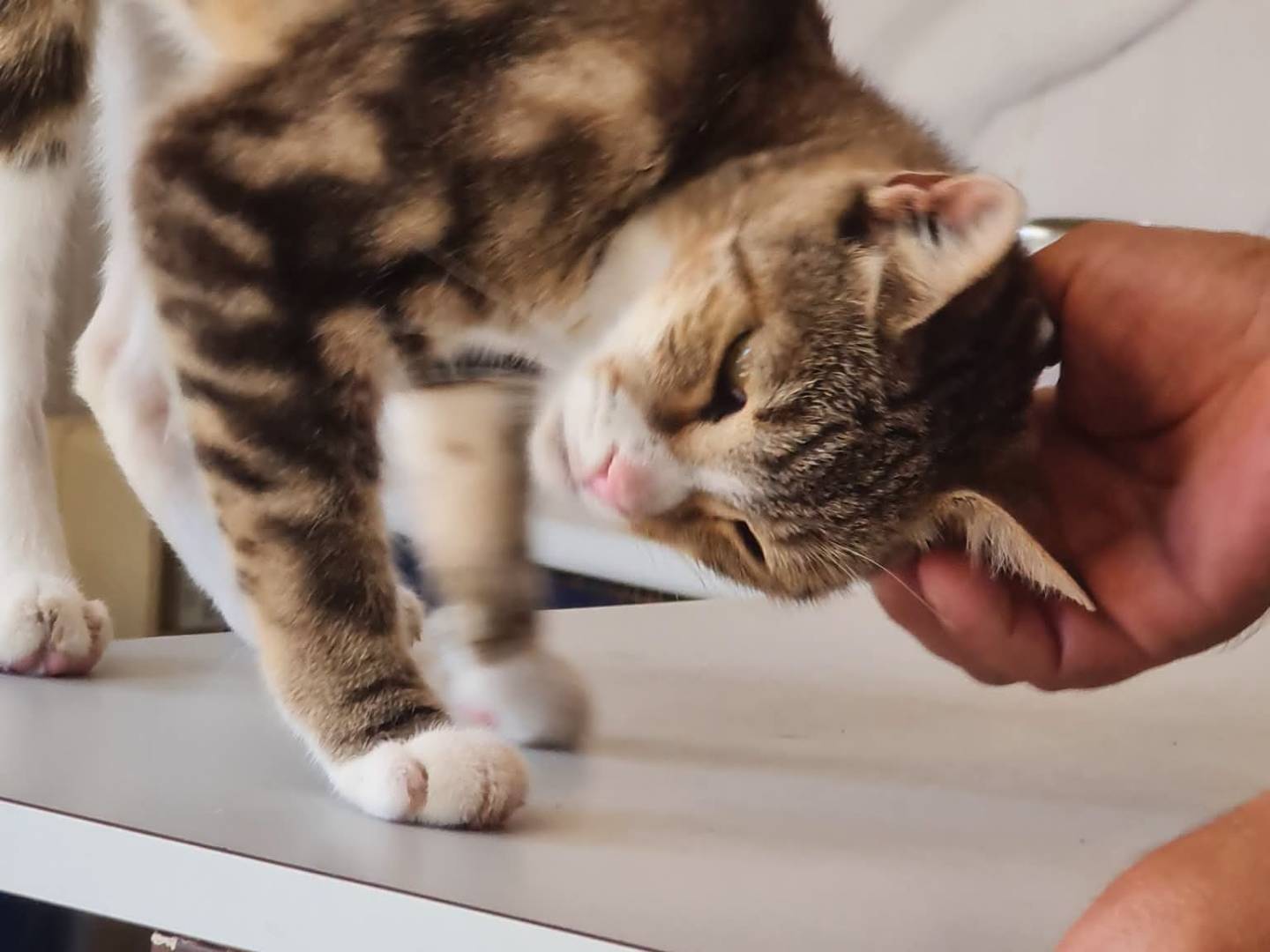 Adotta un gatto, femmina, 1 anno, Trapani